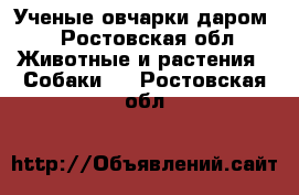 Ученые овчарки даром. - Ростовская обл. Животные и растения » Собаки   . Ростовская обл.